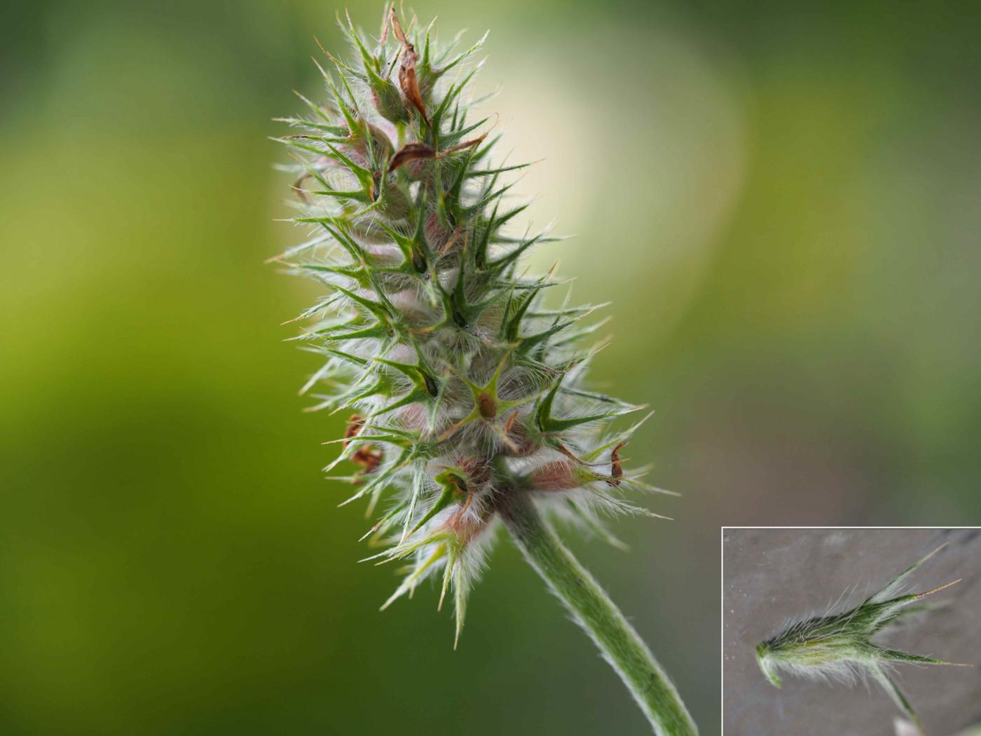 Clover, Long-headed fruit